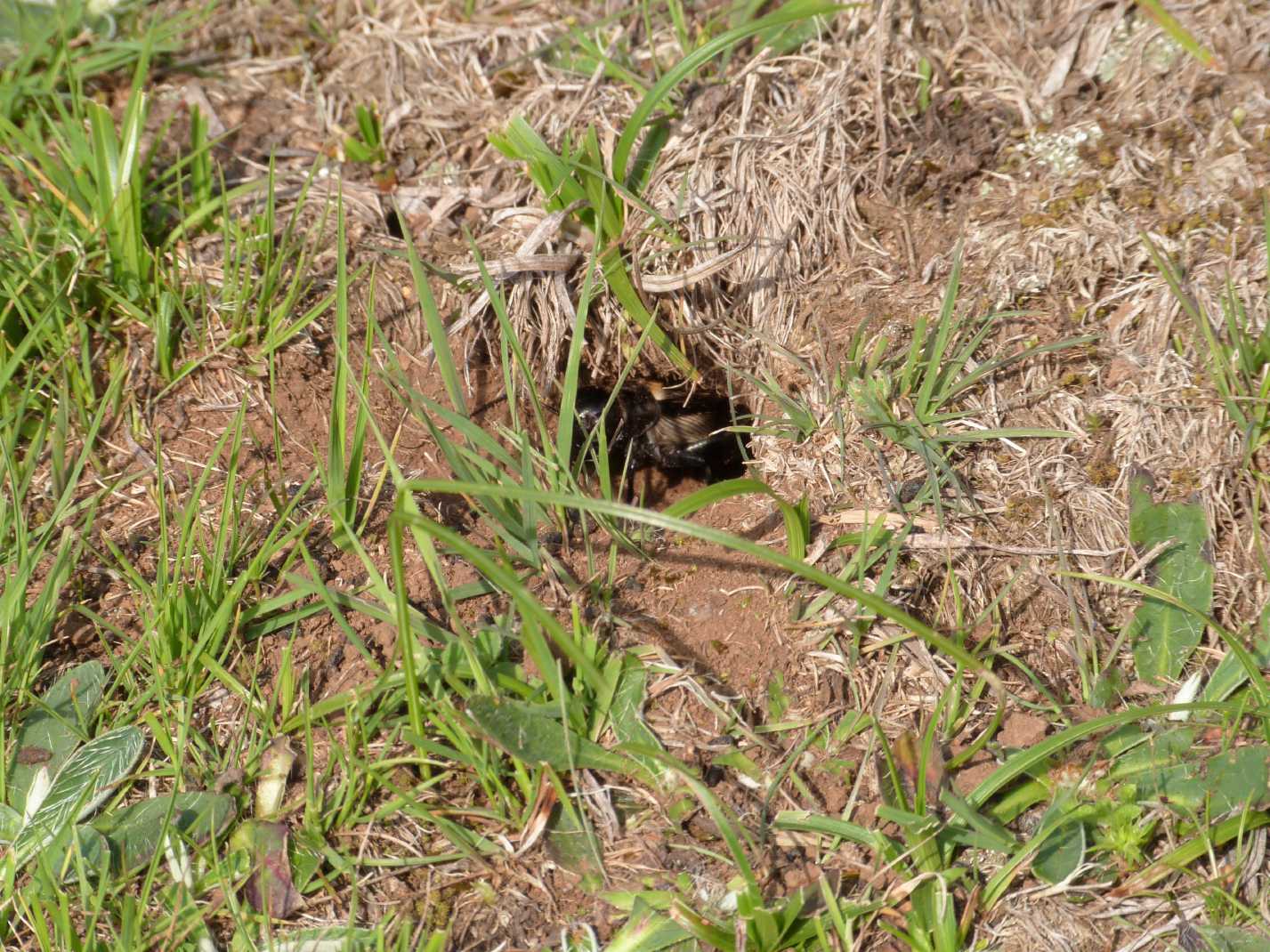 Grilli sulla porta di casa (loro): (Gryllus campestris)